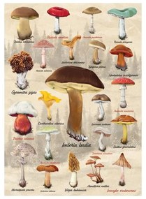 Dino Puzzle Hubová koláž 1000 dielov