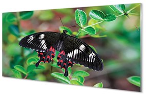 Nástenný panel  List farebný motýľ 100x50 cm