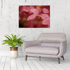 Obraz - Makro snímka lístka (70x50 cm)