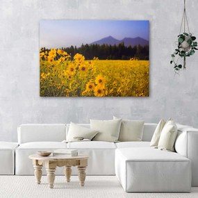 Gario Obraz na plátne Žlté poľné kvety Rozmery: 60 x 40 cm