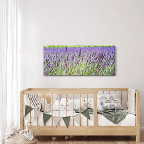 Obraz poľa s levanduľou (120x50 cm)
