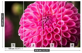 Fototapeta Vliesová Dahlia pink 250x104 cm