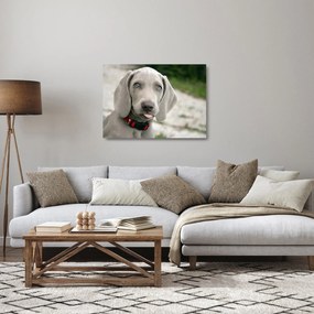 Sklenený obraz - šteňa weimarský stavač (70x50 cm)