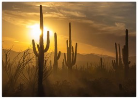 Obraz - Kaktusy Saguaro (70x50 cm)
