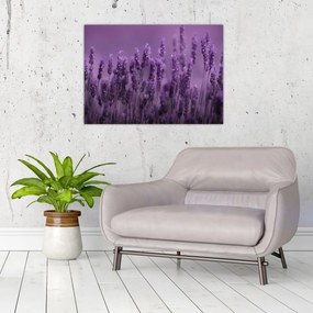 Sklenený obraz - Levanduľa (70x50 cm)