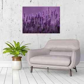 Sklenený obraz - Levanduľa (70x50 cm)