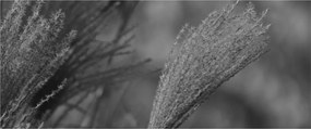 Obraz - Sušená pampová tráva (120x50 cm)