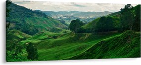 Obraz - Čajové plantáže v Malajzii (120x50 cm)