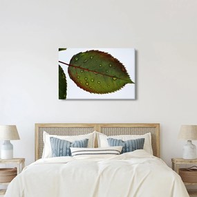 Obraz - List ruže (90x60 cm)