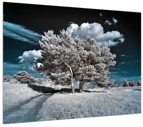 Obraz snehovo bieleho stromu (70x50 cm)