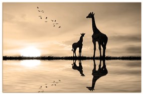 Obraz na plátne - Žirafy silueta 1919FA (100x70 cm)