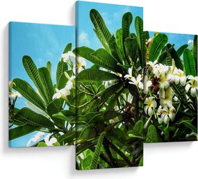 Obraz - Plumeria (90x60 cm)