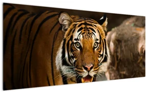 Obraz tigra (120x50 cm)