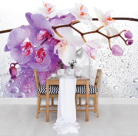 Fototapeta - Orchidey (254x184 cm)