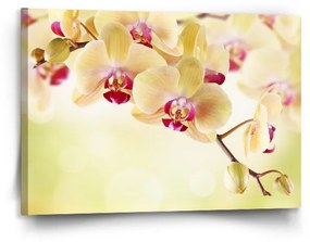 Sablio Obraz Orchidea 2 - 120x80 cm