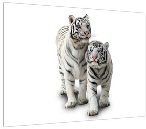Obraz bieleho tigra (70x50 cm)