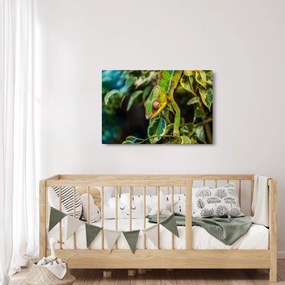 Obraz chameleóna (90x60 cm)