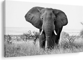 Obraz - Slon africký II. (90x60 cm)