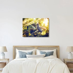 Sklenený obraz sovy na strome (70x50 cm)