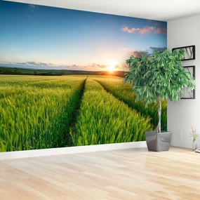 Fototapeta Vliesová Jačmeň poľe 250x104 cm