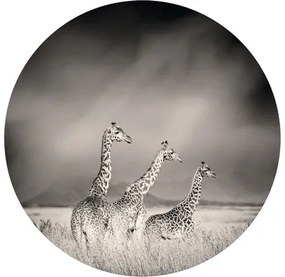 Fototapeta vliesová Žirafy 142,5 cm