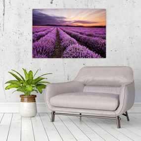Obraz - Levanduľové pole pri západe slnka (90x60 cm)