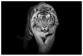 Obraz - Tiger so žltými očami (90x60 cm)