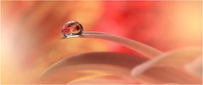 Obraz kvetinové kvapky rosy (120x50 cm)