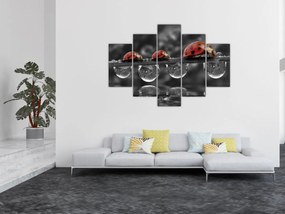 Obraz - Lienka sedembodková, čiernobiela (150x105 cm)