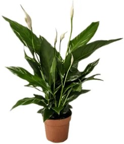 Spathiphyllum "Sweet chico" 13x55 cm