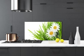 Sklenený obklad Do kuchyne Sedmokráska kvet príroda 120x60 cm