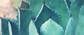 Obraz - Sukulent (120x50 cm)
