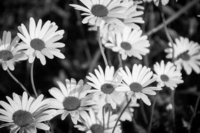 Obraz sedmokrásky na záhrade v čiernobielom prevedení Varianta: 120x80