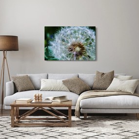 Obraz odkvitnutej púpavy (90x60 cm)