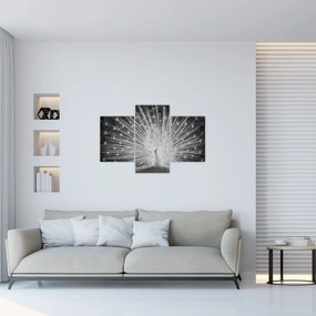 Obraz - Biely páv (90x60 cm)
