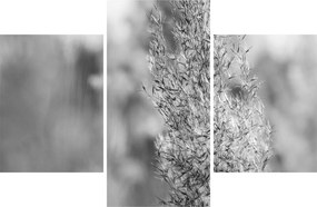 Obraz - Boho pampas grass (90x60 cm)