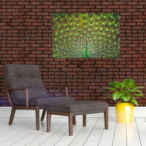 Obraz - Páv (90x60 cm)