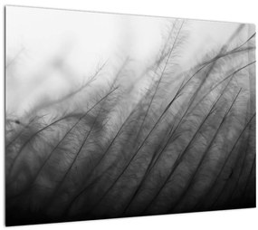 Obraz - Tráva vo vetre (70x50 cm)