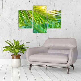 Obraz - Palmové listy (90x60 cm)