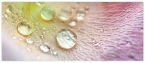 Obraz - Kvapky rosy (120x50 cm)