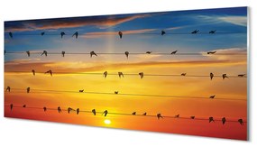 Obraz na akrylátovom skle Vtáky na lanách západu slnka 120x60 cm
