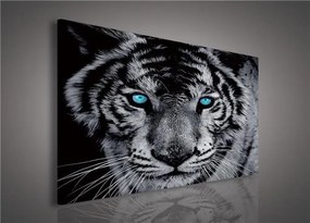 Obraz na stenu tiger tyrkysové oči 75 x 100 cm