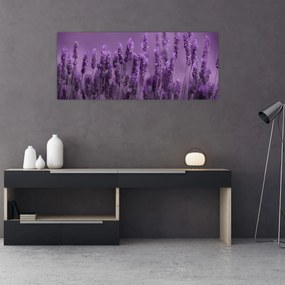 Obraz - Levanduľa (120x50 cm)