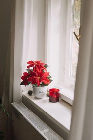 Bella Rose Porcelánový obal na kvetináč Jsi má vánoční hvězda 13 cm – CZ