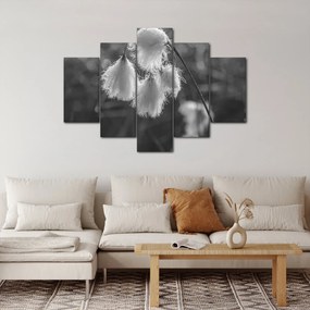 Obraz - Cottongrass (150x105 cm)