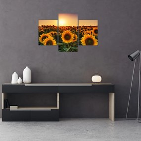 Obraz - Slnečnica (90x60 cm)
