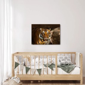 Obraz tigra (70x50 cm)