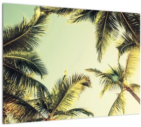 Obraz s kokosovými palmami (70x50 cm)
