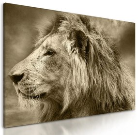 Obraz nádherný lev v sépiovom prevedení