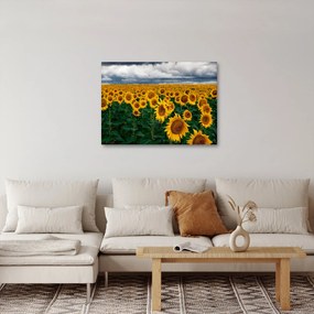 Obraz slnečnicového poľa (70x50 cm)